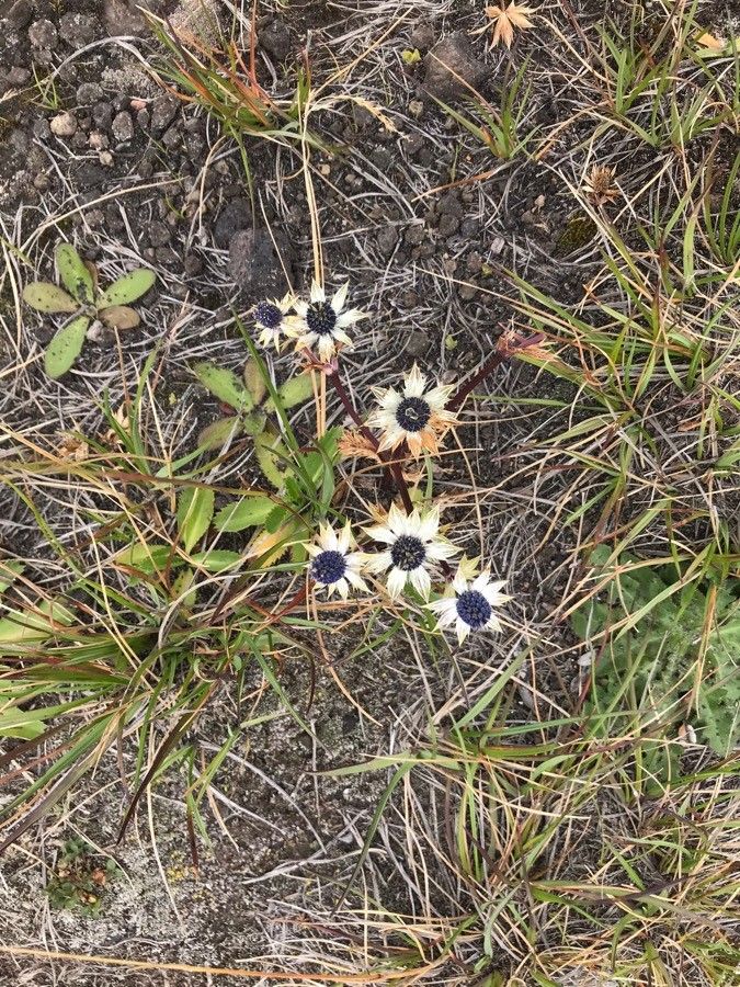 Eryngium lemmonii — search result for 'Eryngium'