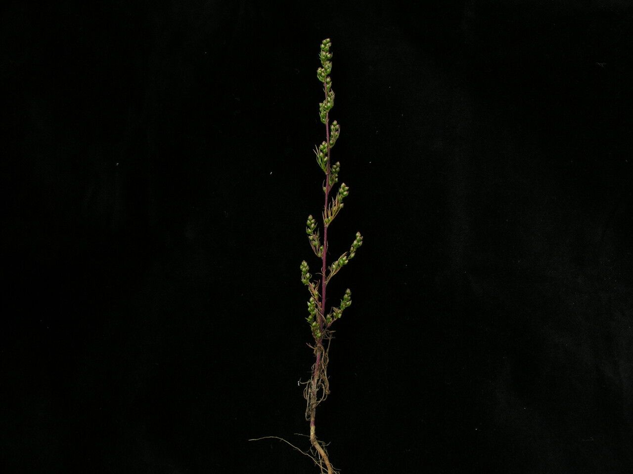 Artemisia stricta — search result for 'Artemisia'