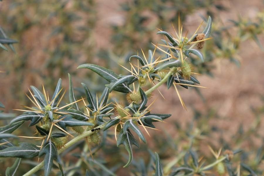 Xanthium spinosum leaf