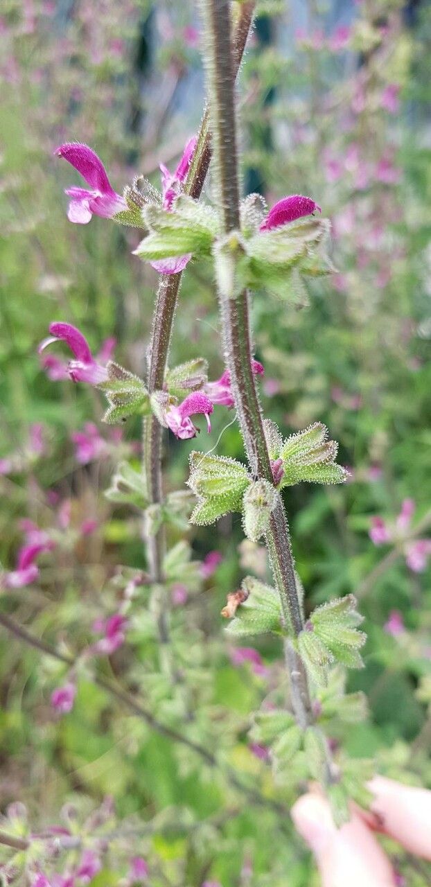 Salvia hierosolymitana fruit