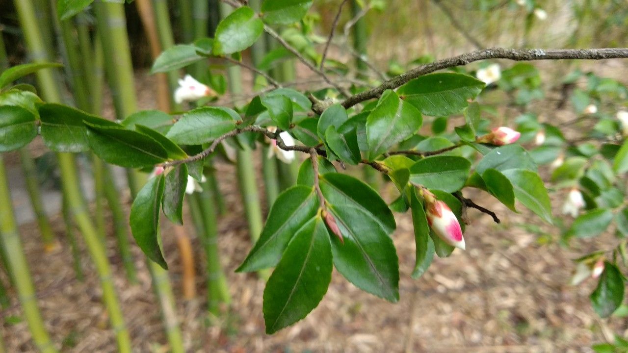 Camellia lutchuensis — search result for 'Camellia'