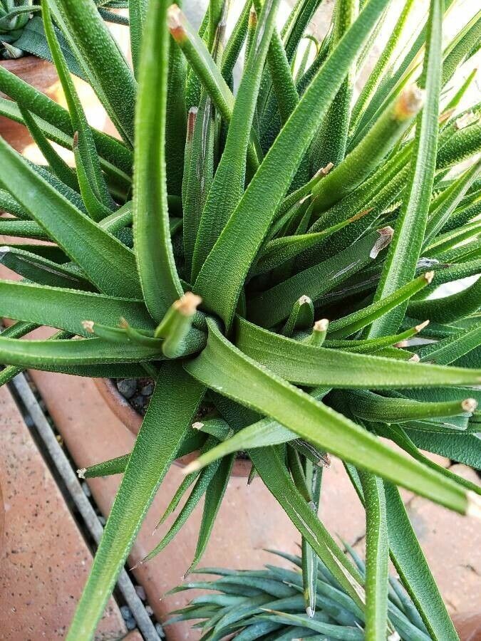 Haworthiopsis longiana — search result for 'Haworthiopsis'