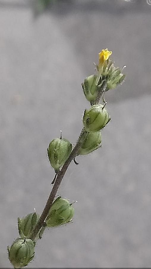 Linaria simplex fruit