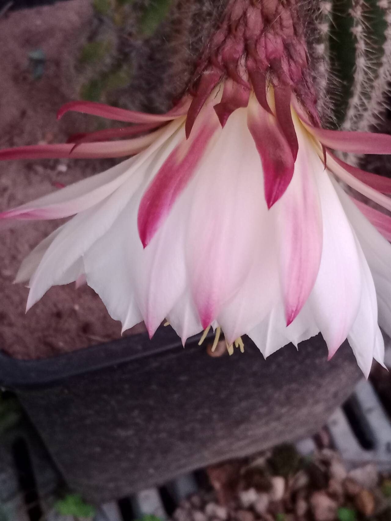 Soehrensia schickendantzii flower