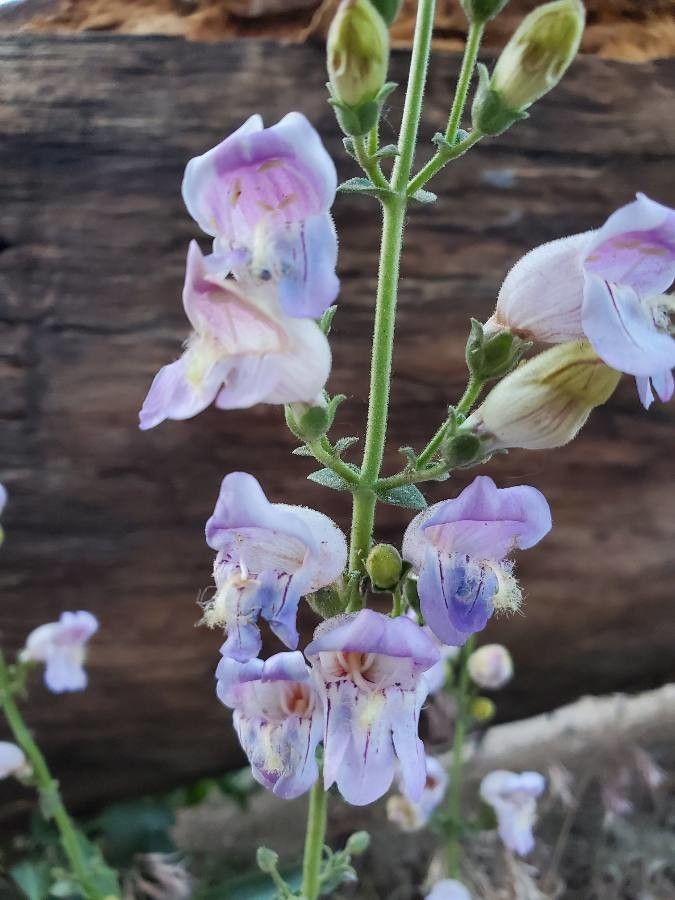 Penstemon grinnellii — search result for 'Penstemon'