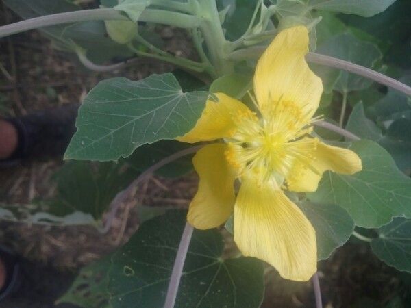 Abutilon exstipulare flower