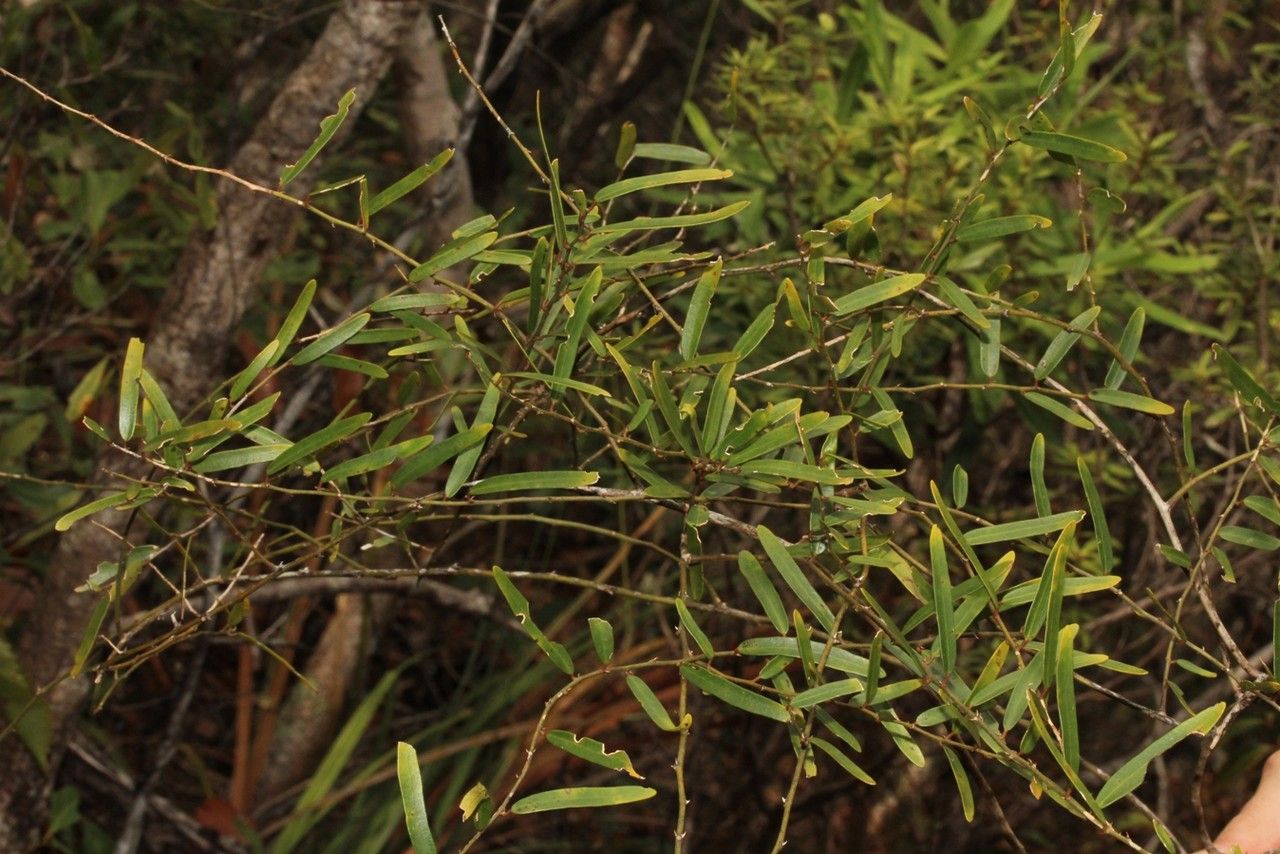 Capparis parvifolia habit