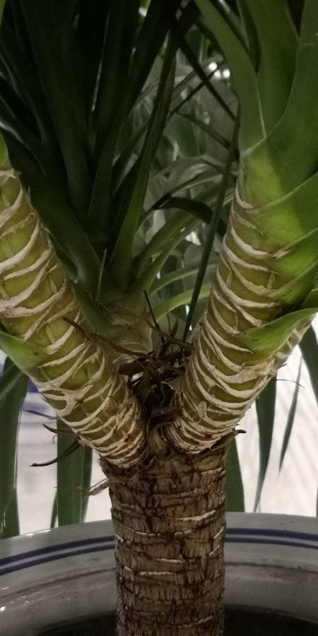 Dracaena cochinchinensis bark