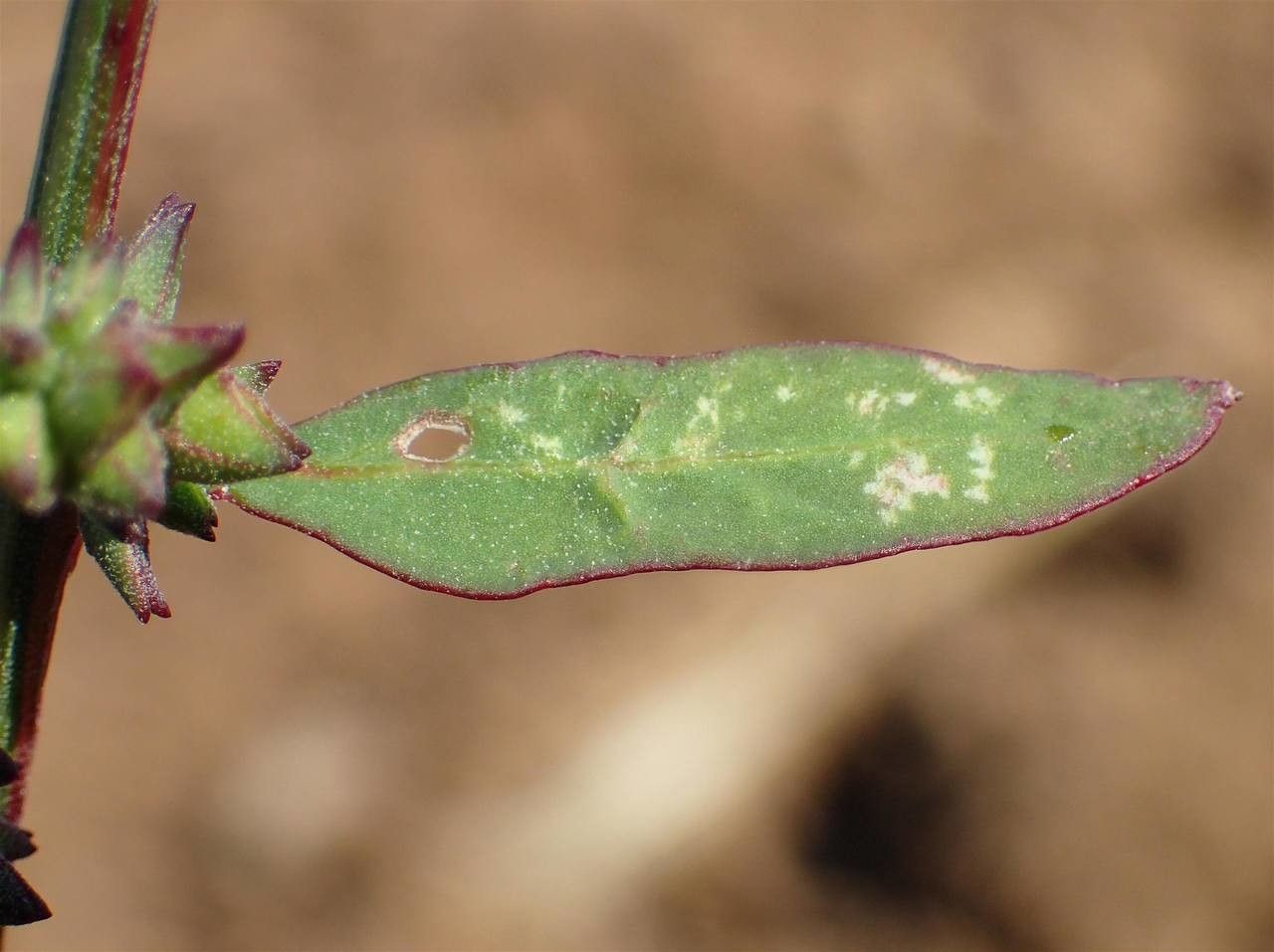 Chenopodium strictum fruit