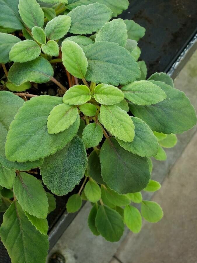 Alsobia dianthiflora leaf