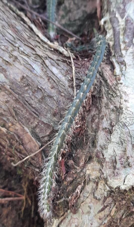 Rhipsalis floccosa leaf