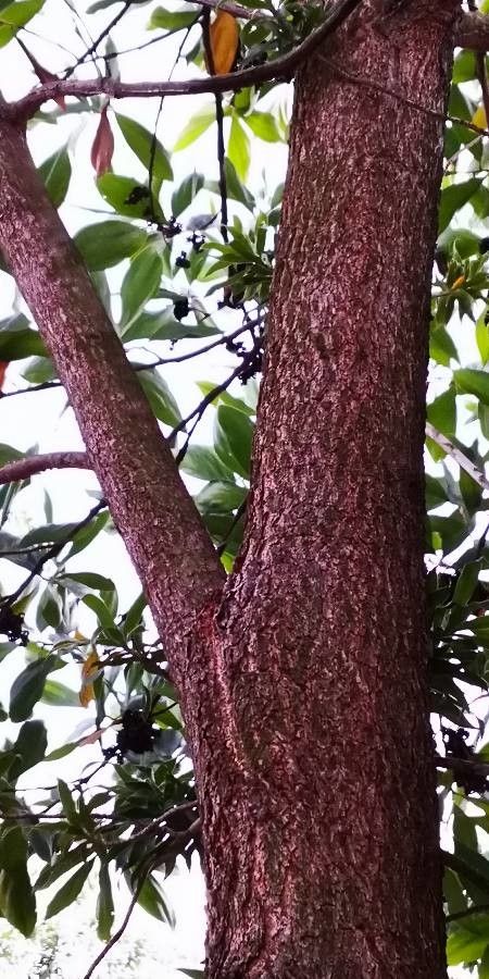 Cinnamomum kotoense bark