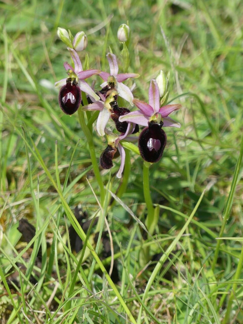 Ophrys magniflora habit