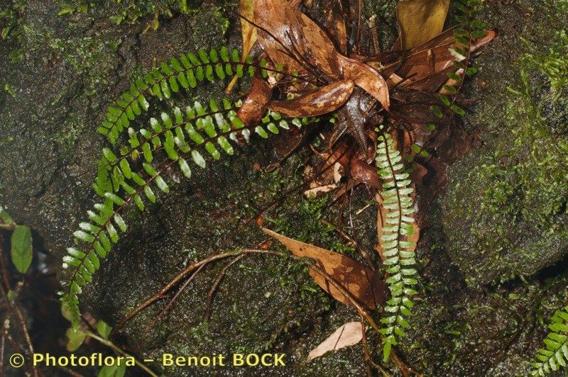 Asplenium azoricum other