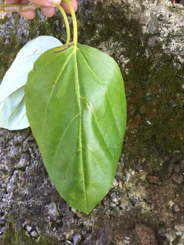 Cordia subcordata leaf