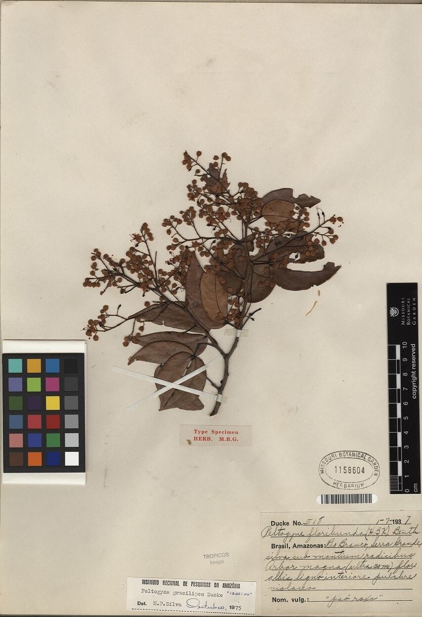 Peltogyne gracilipes — related species from the same genus