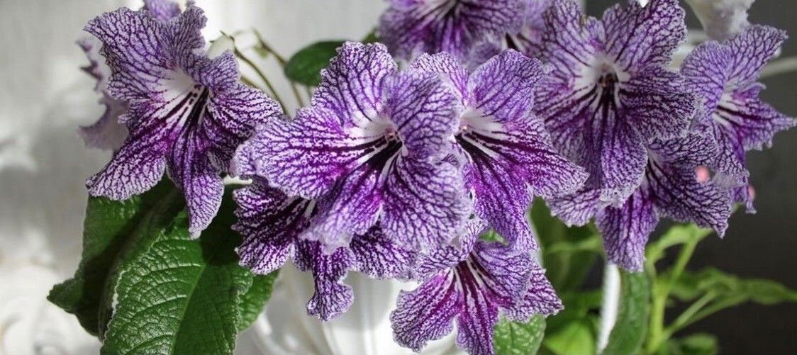 Streptocarpus albus flower