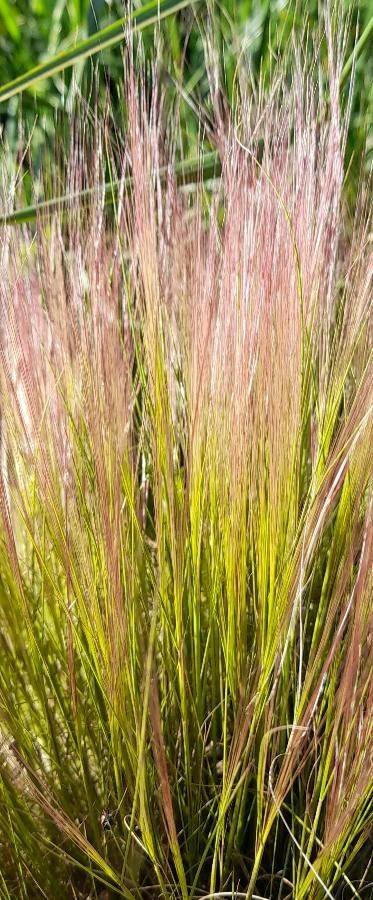 Aristida spegazzinii — search result for 'Aristida'