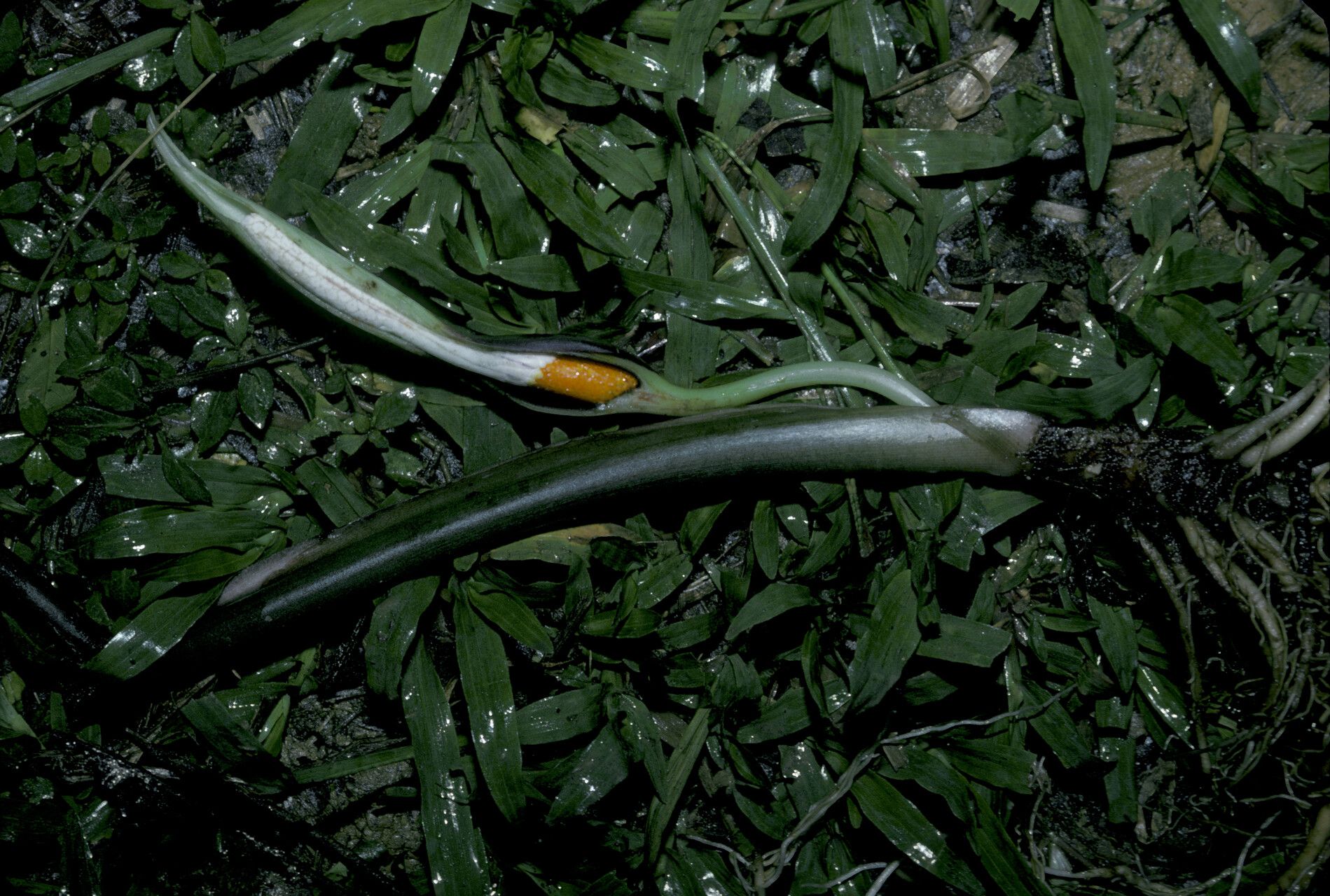 Xanthosoma granvillei bark