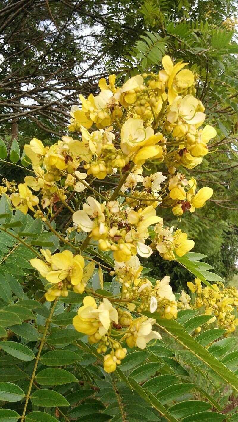 Senna spectabilis flower