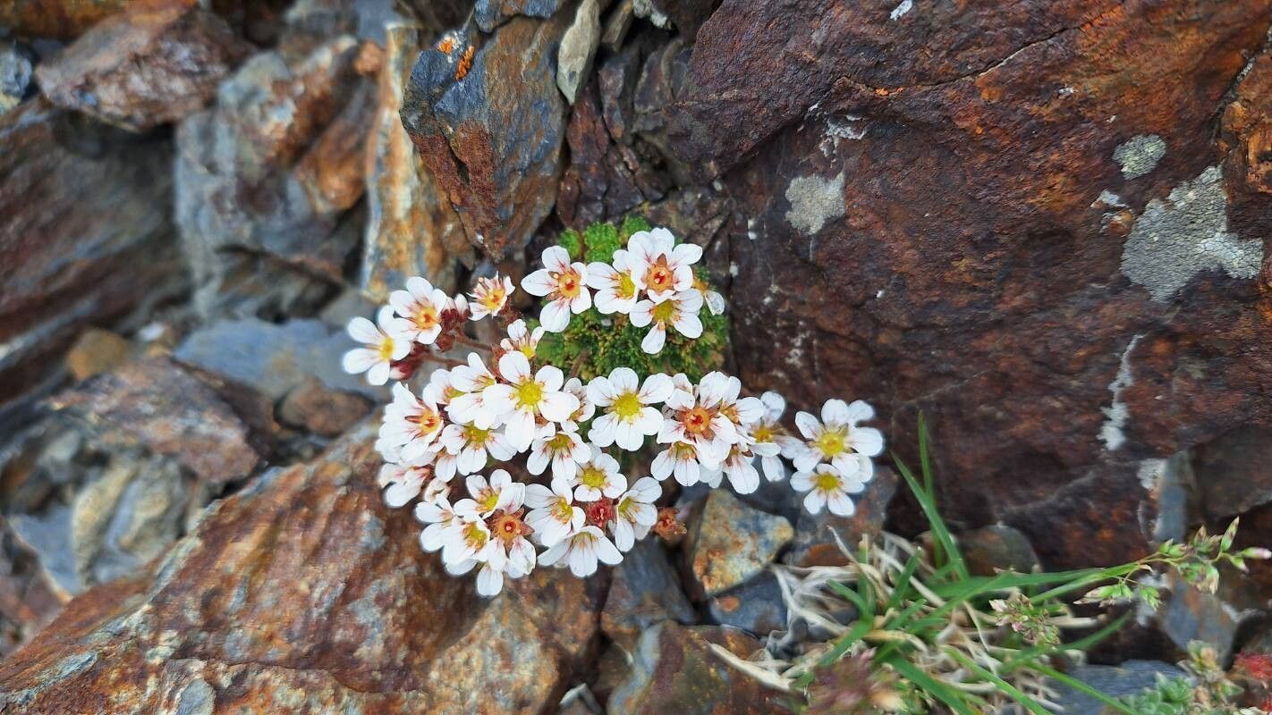 Saxifraga nevadensis flower
