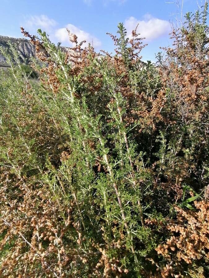 Artemisia herba-alba — search result for 'Artemisia'