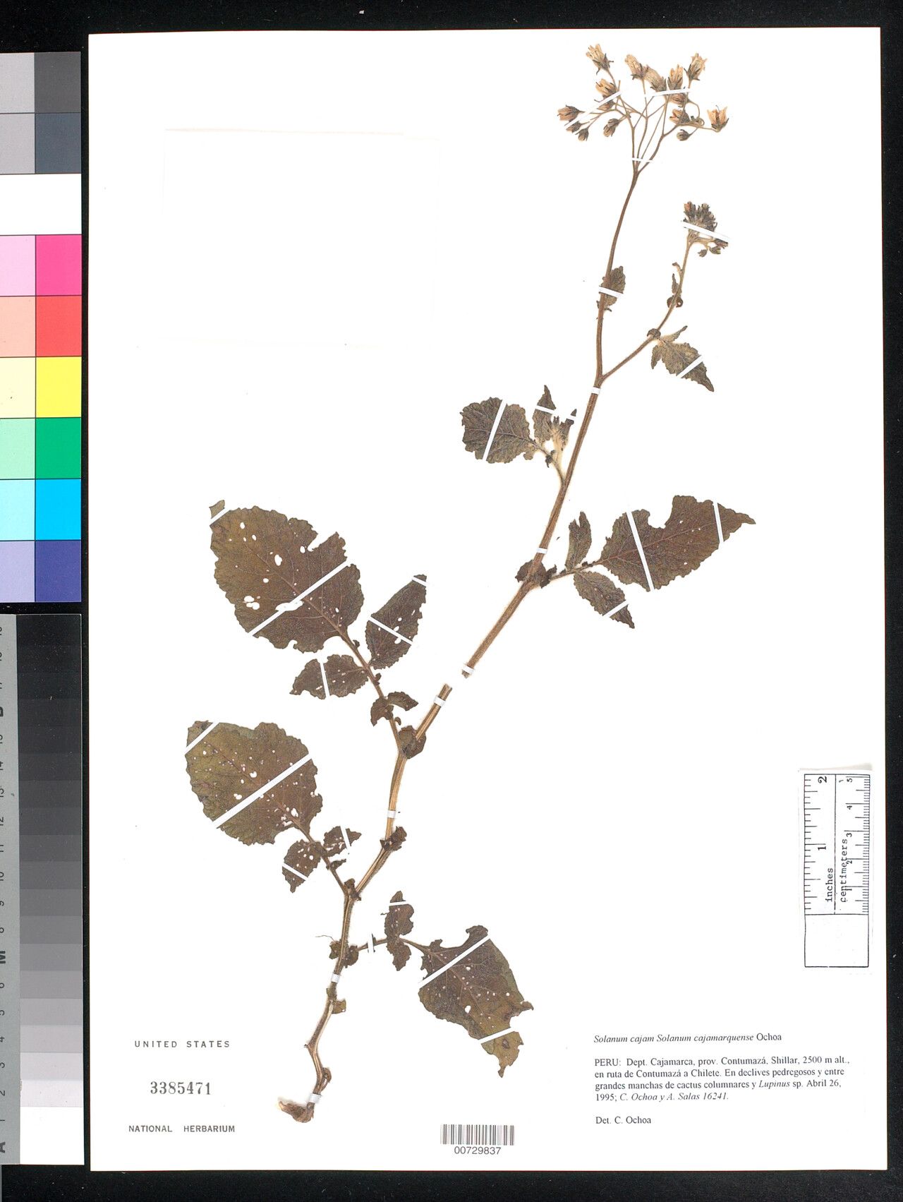 Solanum cajamarquense — houseplant care guide