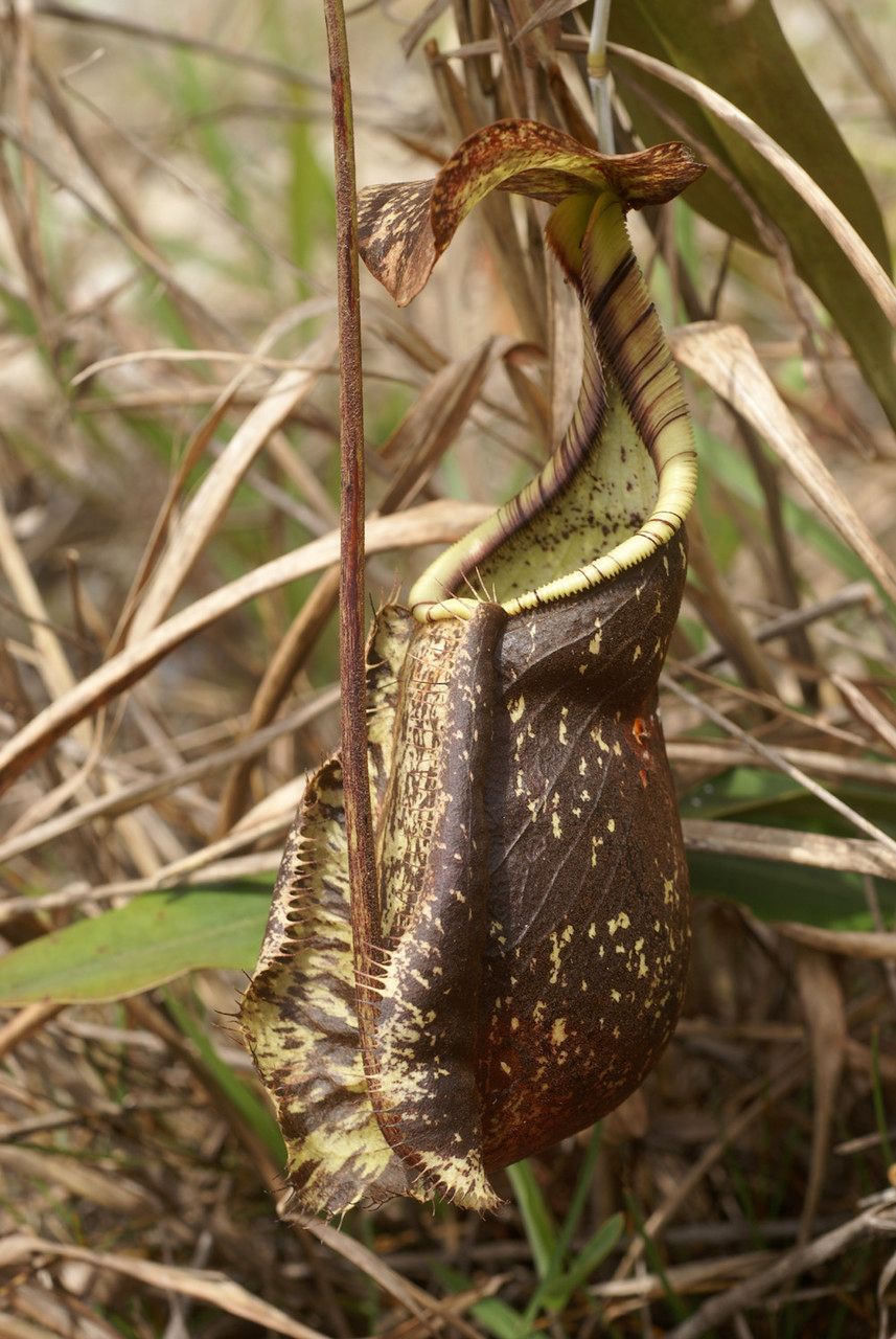 Nepenthes rafflesiana habit