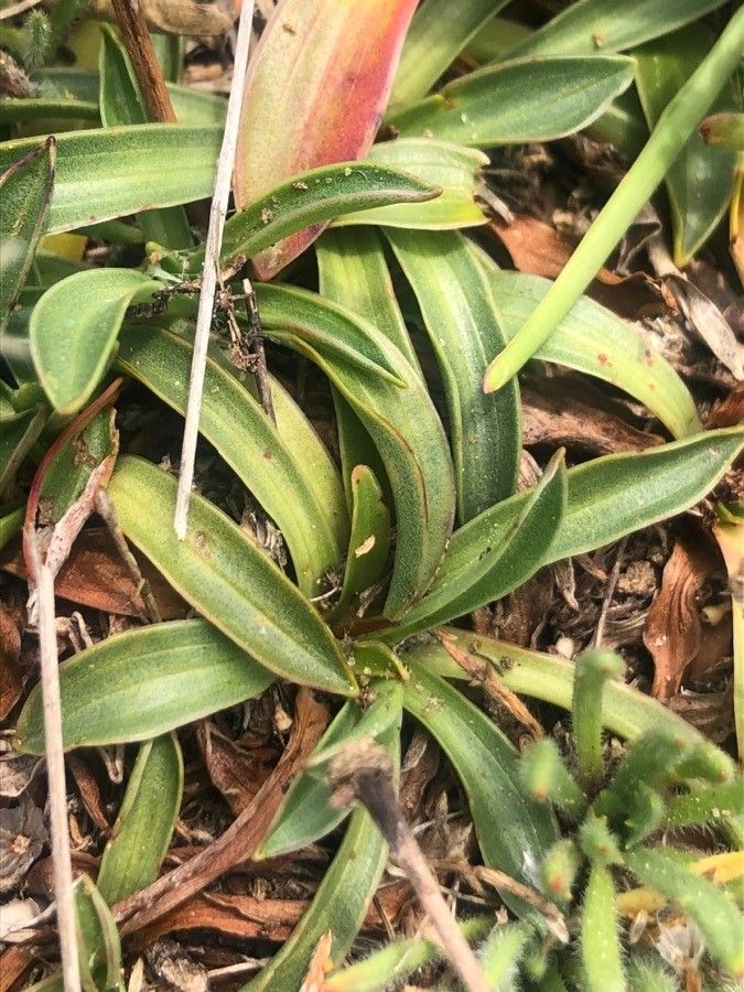 Armeria euscadiensis — houseplant care guide