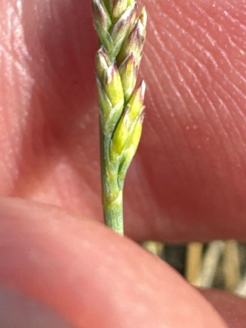 Puccinellia fasciculata flower