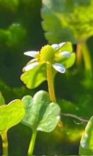 Halerpestes cymbalaria flower