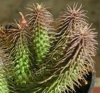 Huernia pillansii — search result for 'Huernia'