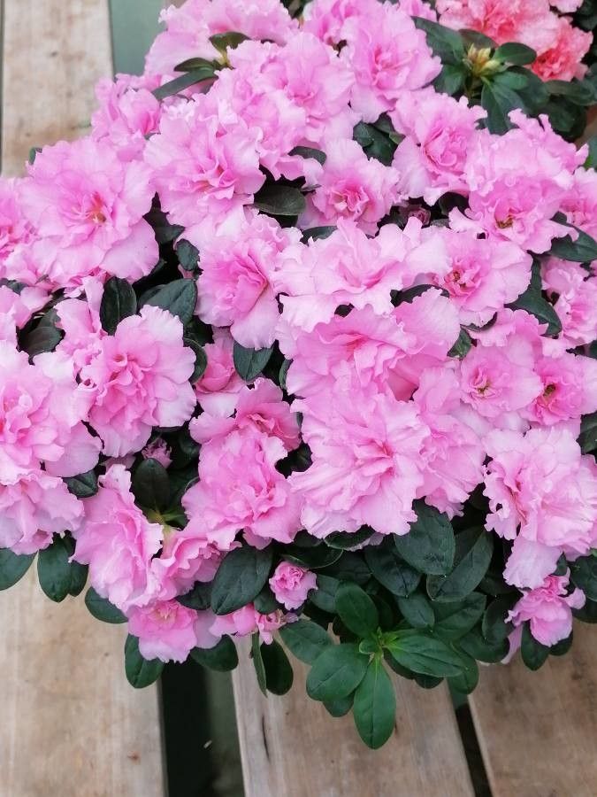 Azalea alabamensis flower