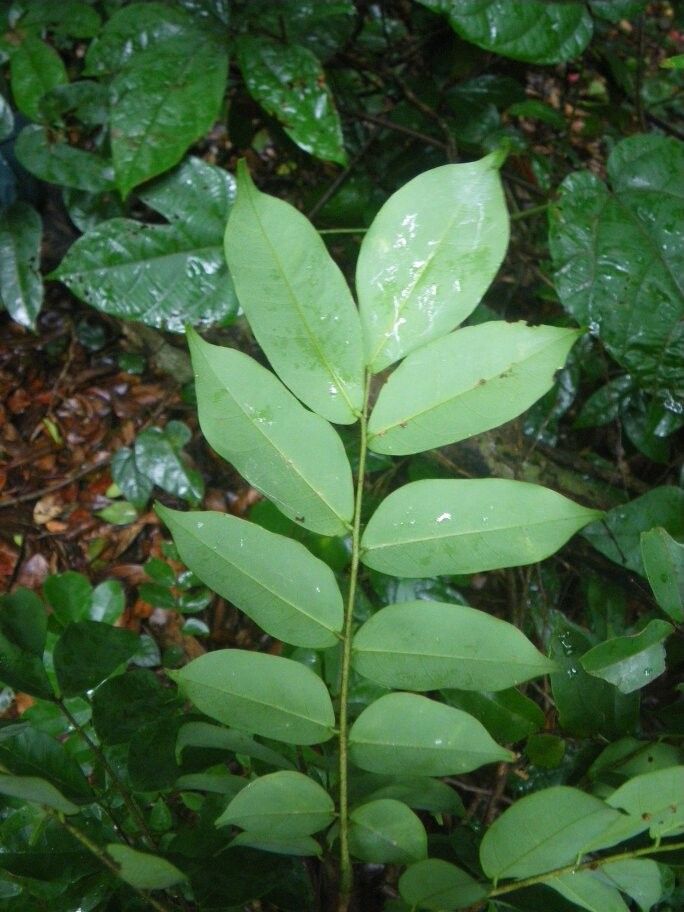 Rourea parviflora other