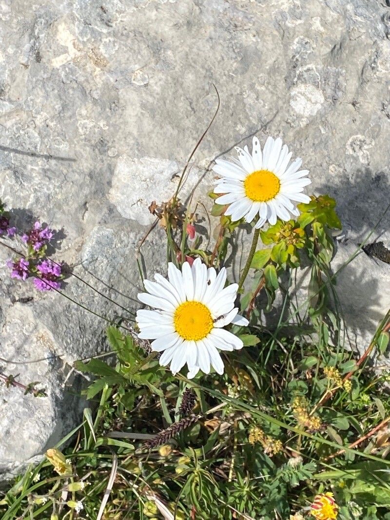 Leucanthemum atratum flower