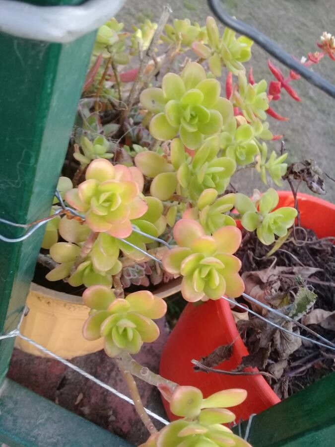 Sedum decumbens flower