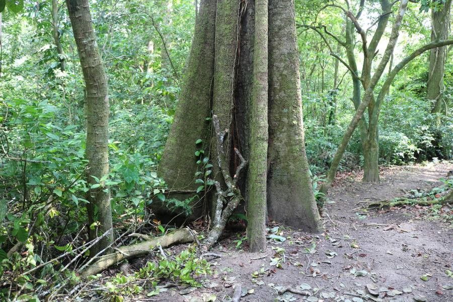 Quararibea asterolepis — related species from the same genus