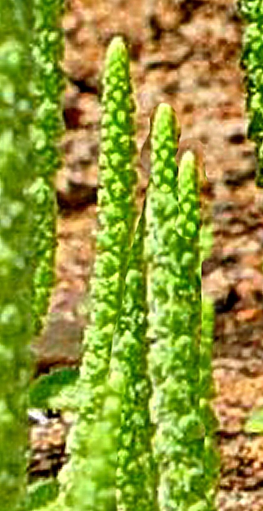 Dysphania plantaginella — search result for 'Dysphania'