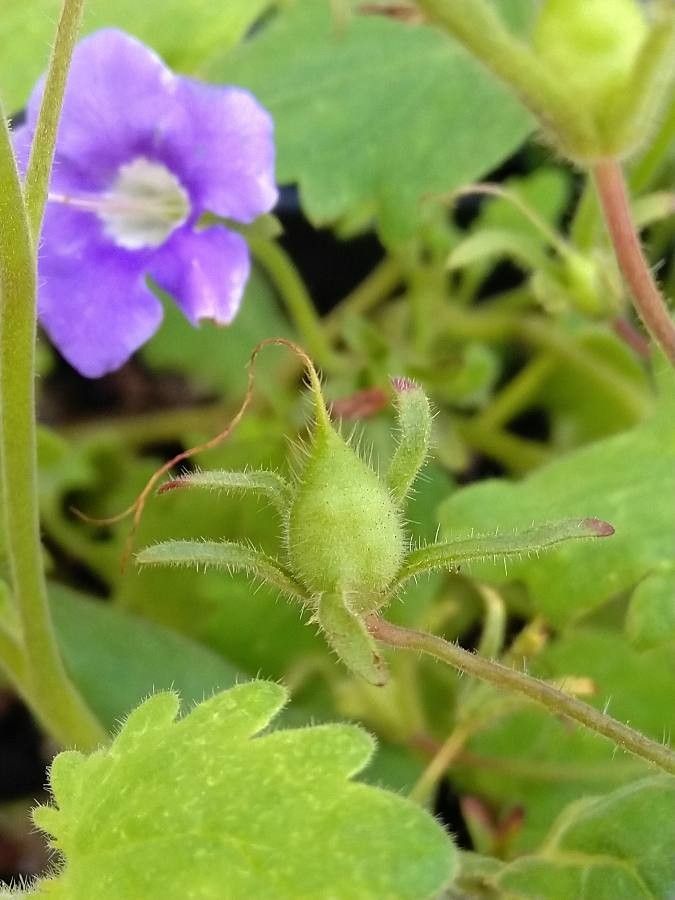 Phacelia grandiflora fruit