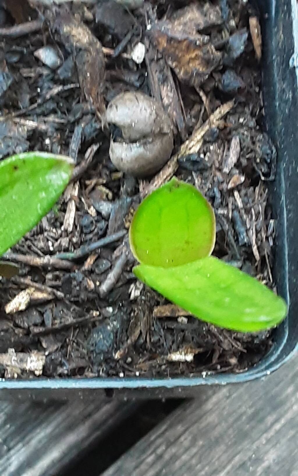 Aloe citrea — houseplant care guide