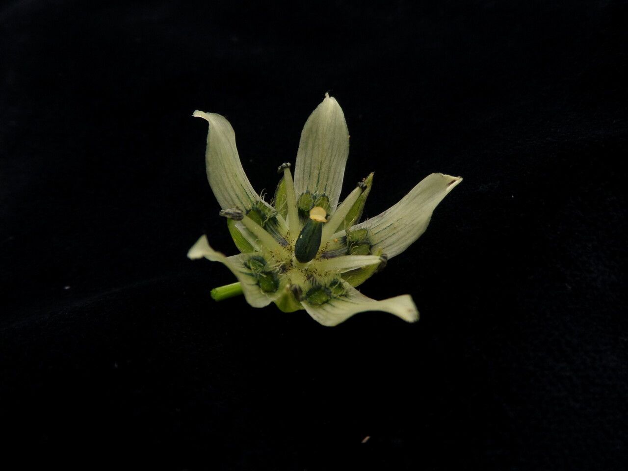 Swertia kingii habit