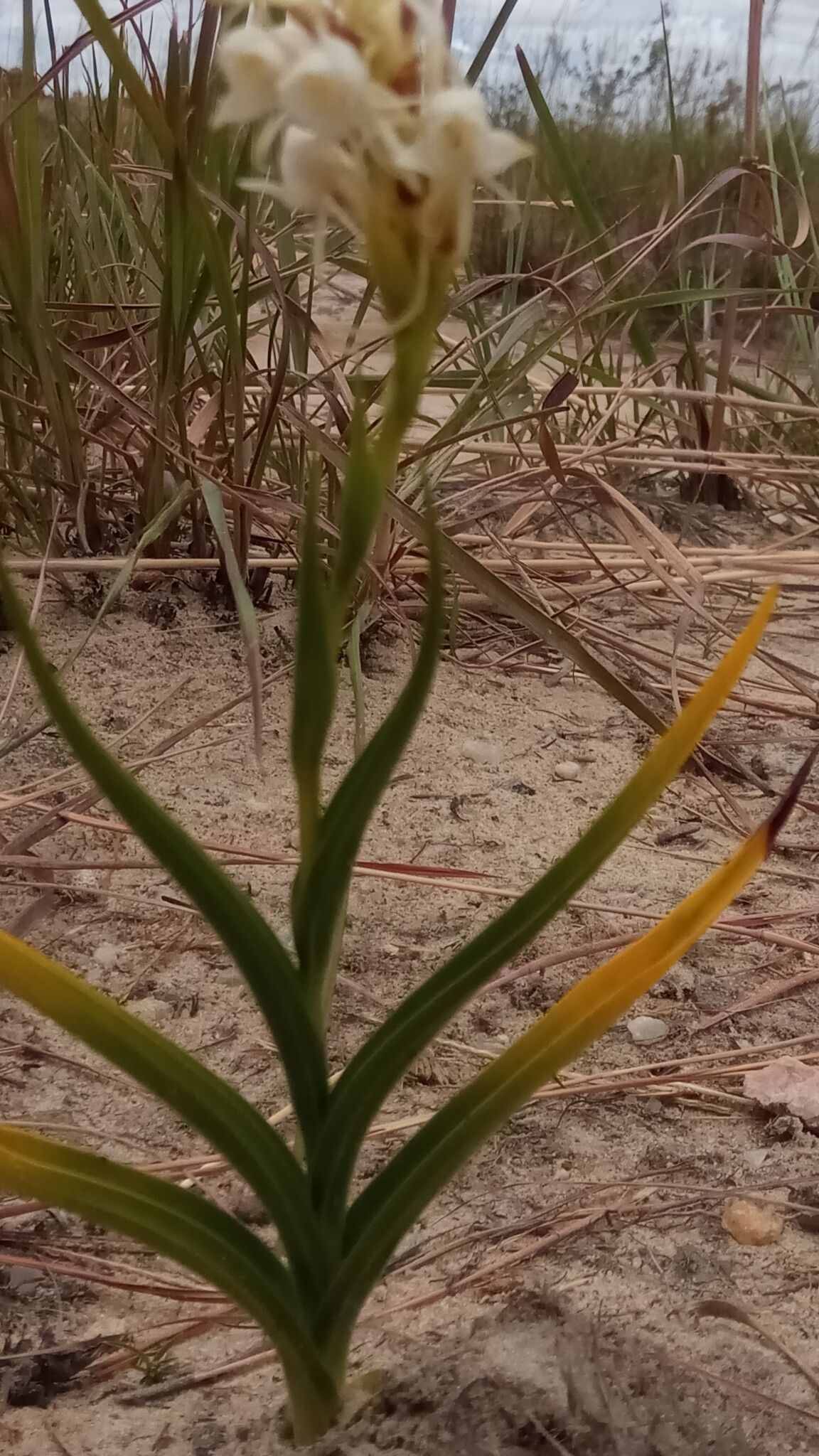 Habenaria monadenioides flower