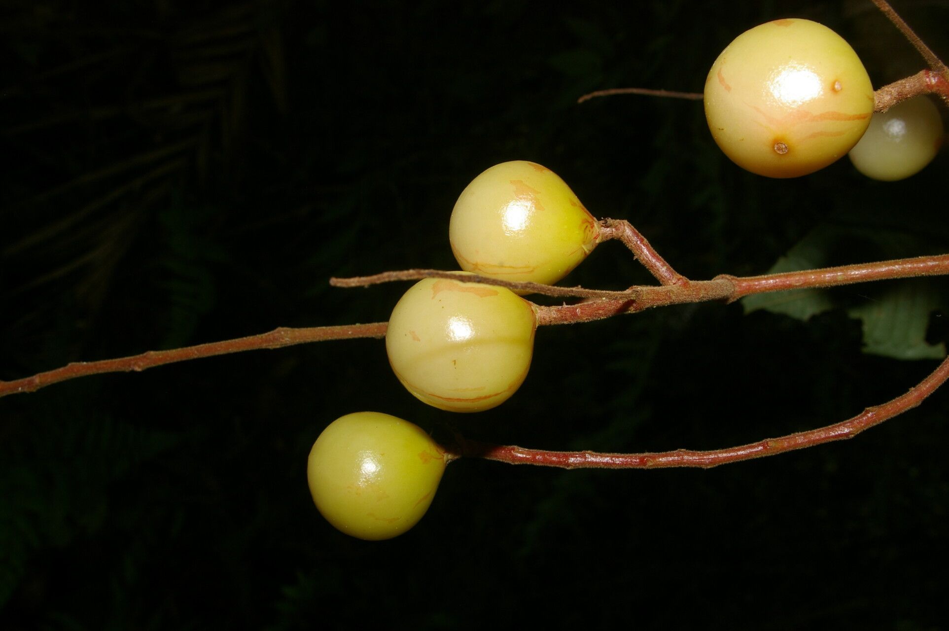 Meliosma depressiva fruit