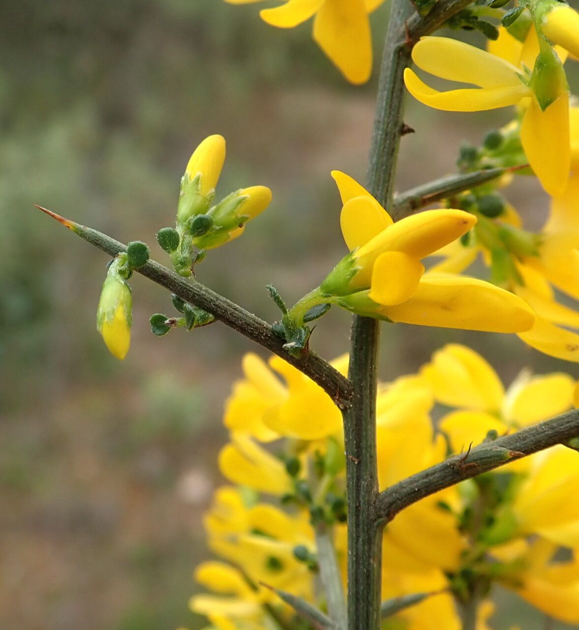 Calicotome spinosa bark