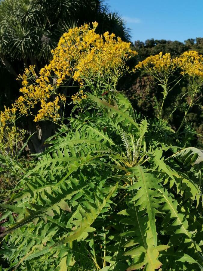 Sonchus palmensis habit