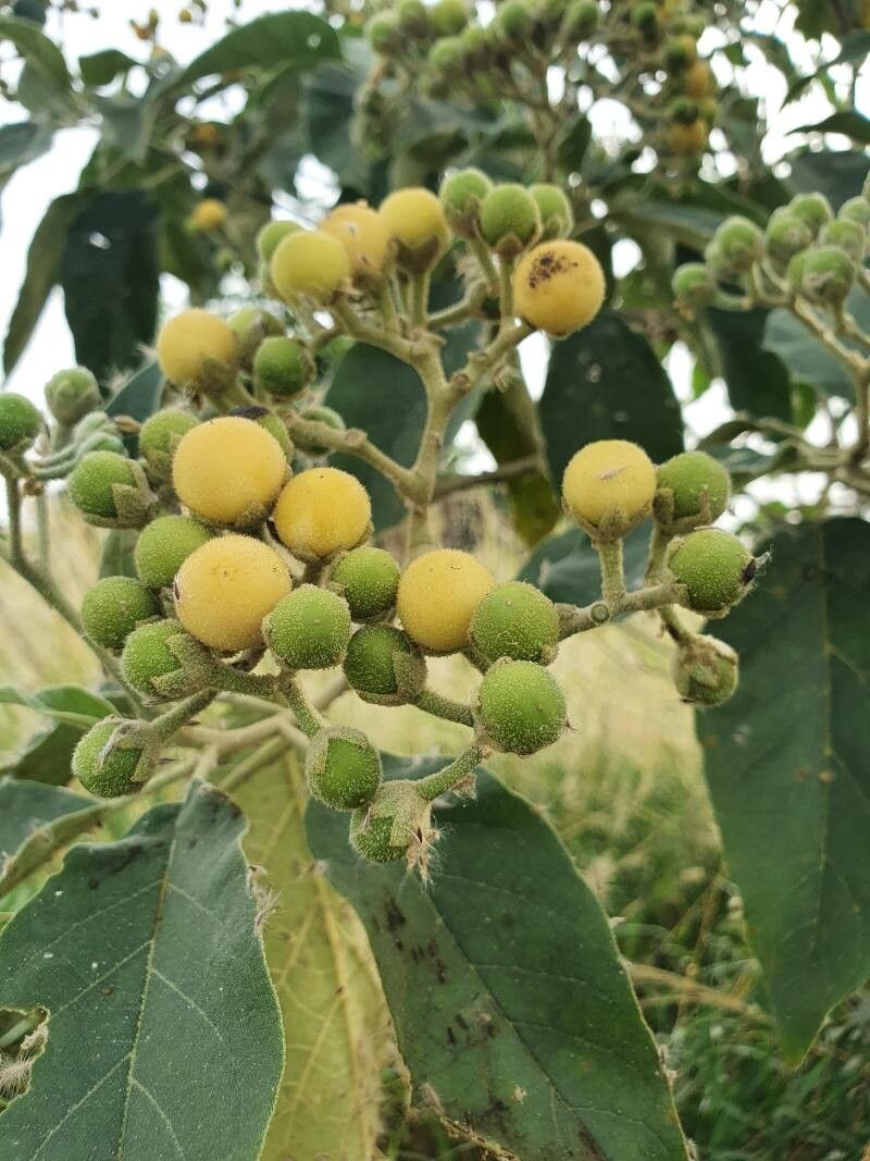 Solanum erianthum fruit