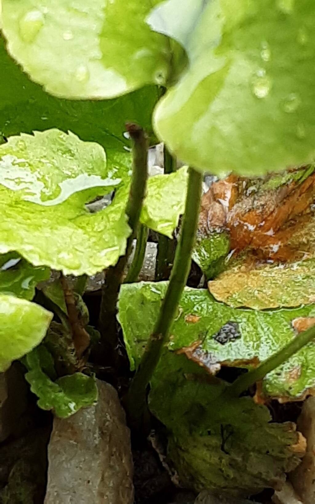 Cyrtomium anomophyllum bark