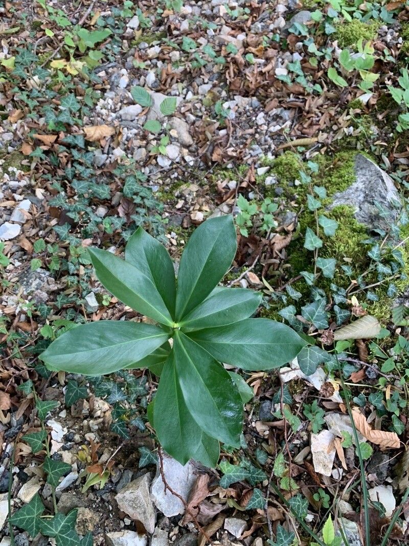 Daphne pontica — search result for 'Bulgaria'