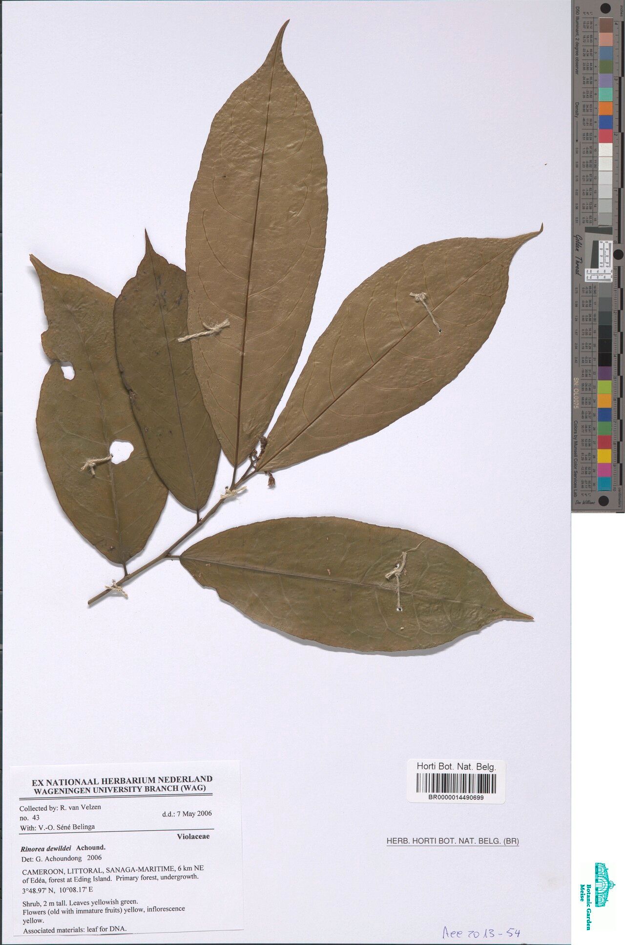 Rinorea dewitii — houseplant care guide