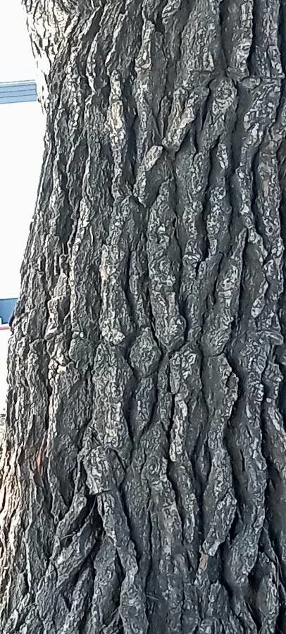 Pinus torreyana bark